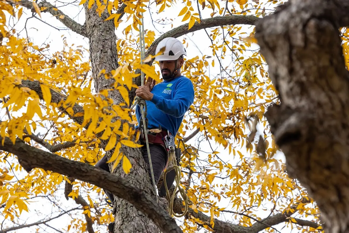 Skilled Tree Pruning crew working in Lincolnville