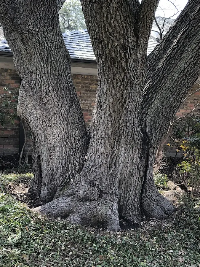 Mature heritage tree close to a Lincolnville property cared for by certified arborists